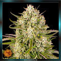 WEDDING CAKE AUTO