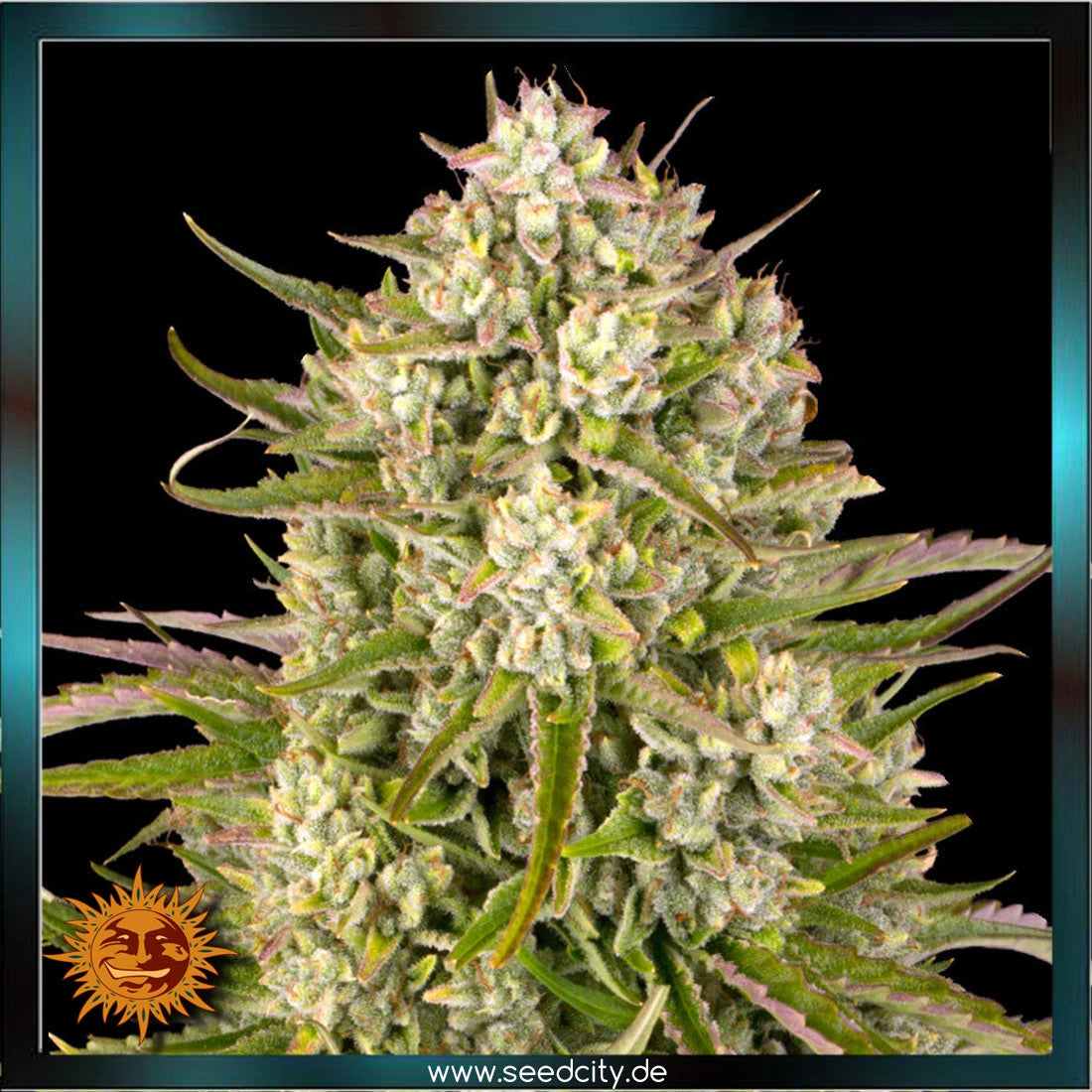 WEDDING CAKE AUTO