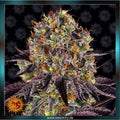 RUNTZ x LAYER CAKE