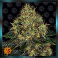 SKYWALKER OG - Automatic