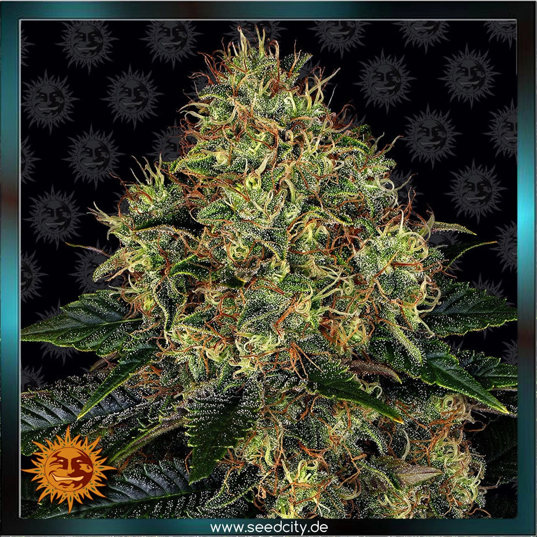 SKYWALKER OG - Automatic