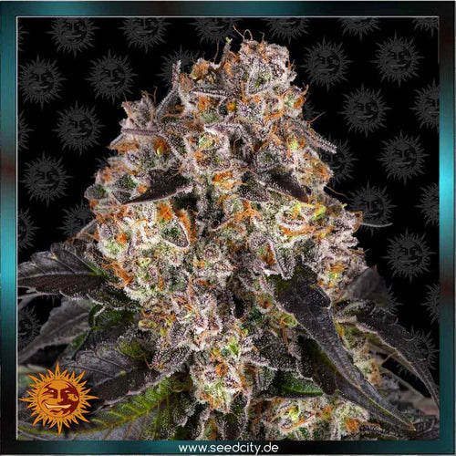 Barneys Farm - GIRL SCOUT COOKIES - feminized