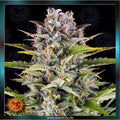 GORILLA ZKITTLEZ - Automatic