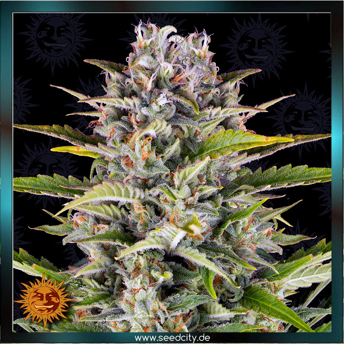 GORILLA ZKITTLEZ - Automatic