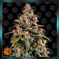 WATERMELON ZKITTLEZ - Automatic