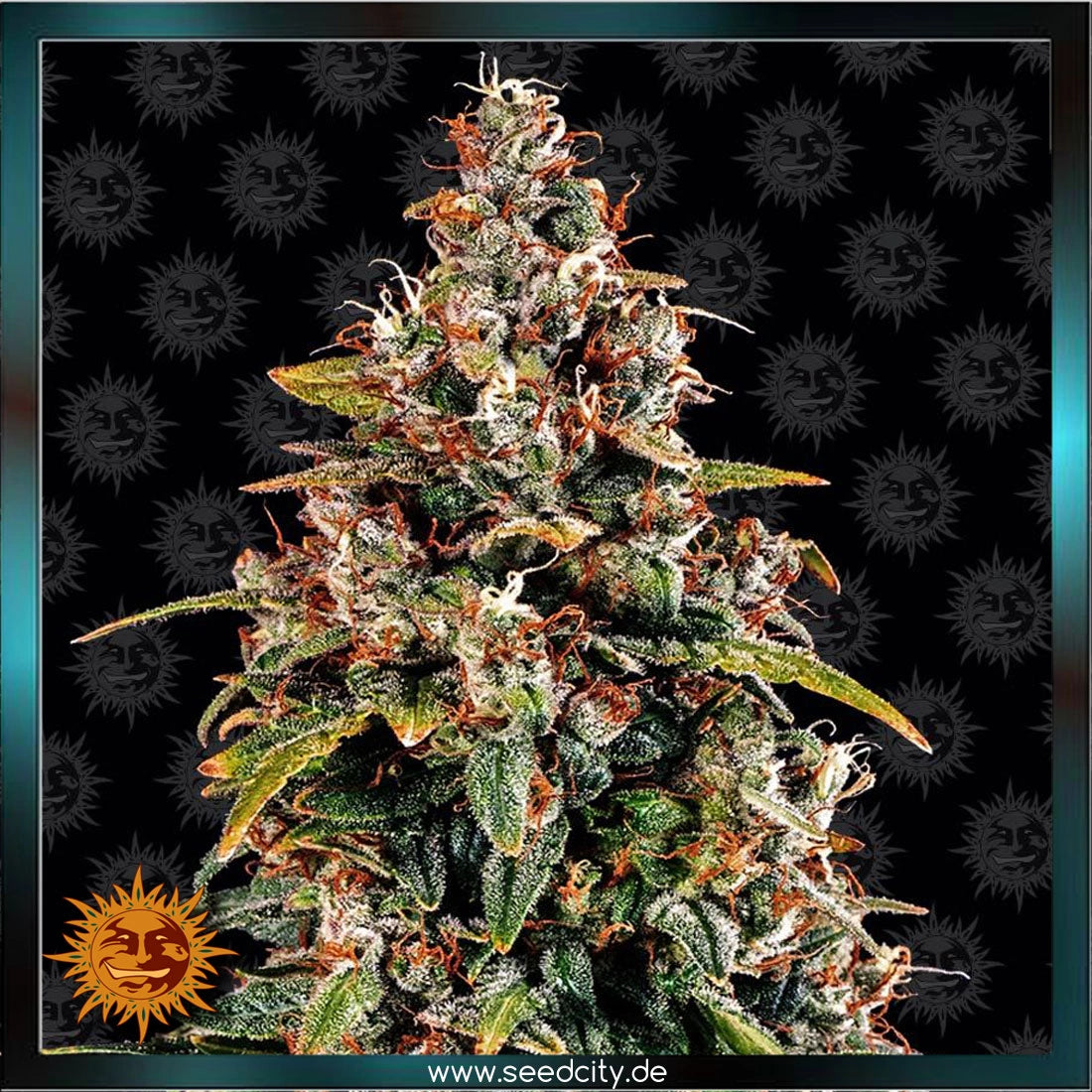 WATERMELON ZKITTLEZ - Automatic
