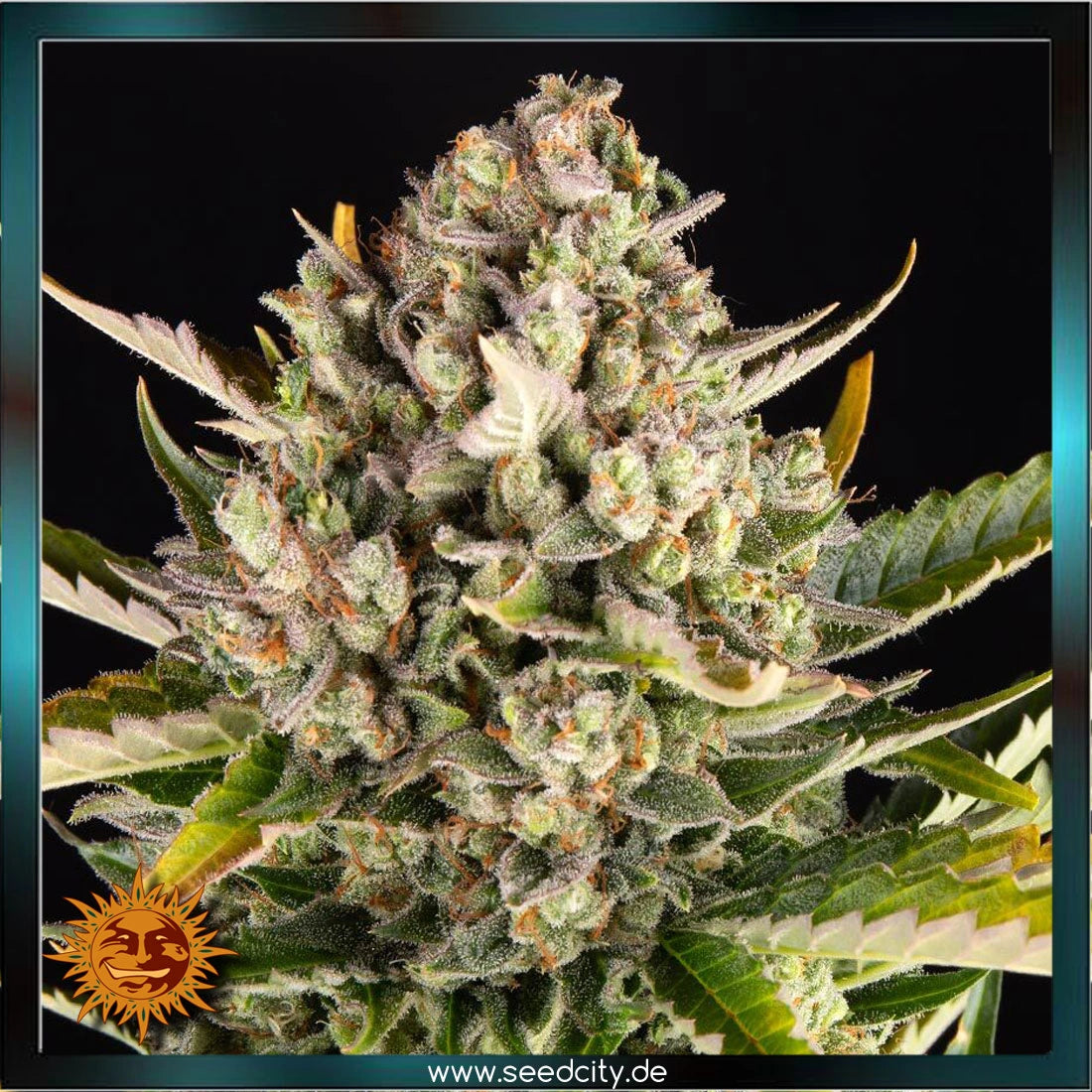 STRAWBERRY CHEESECAKE - Automatic