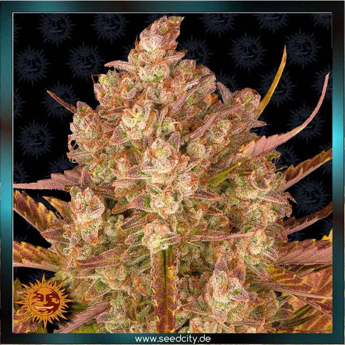 Barneys Farm - DOS SI DOS  - Automatic