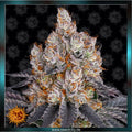 GELATO