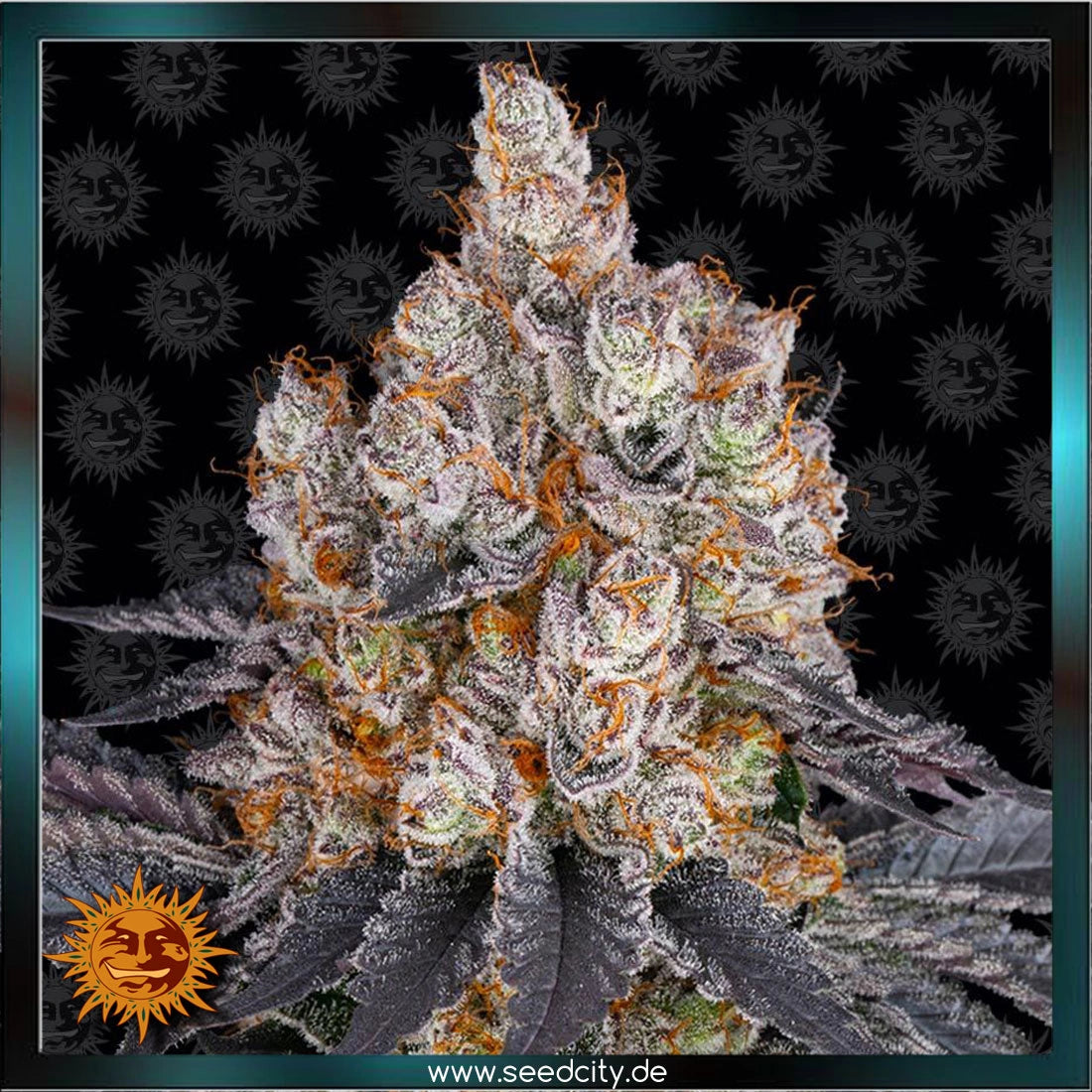 GELATO