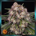 OG KUSH Auto