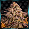 BLUE SUNSET SHERBERT