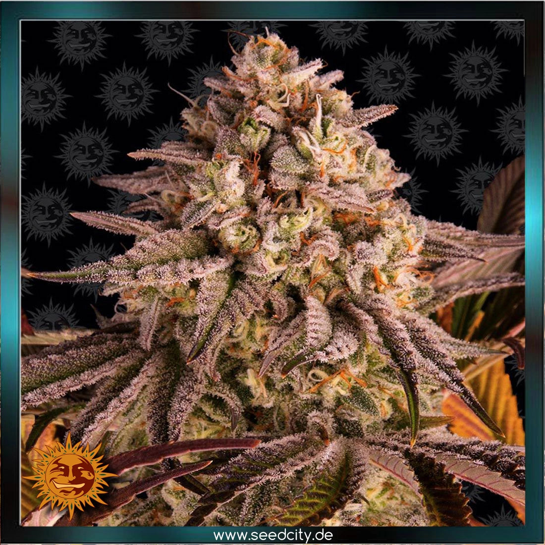 BLUE SUNSET SHERBERT