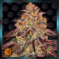 MIMOSA x ORANGE PUNCH - Automatic