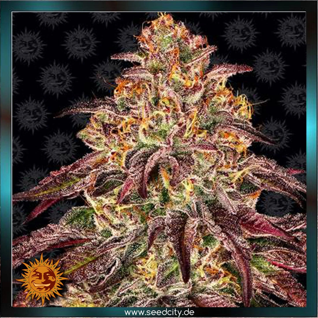 MIMOSA x ORANGE PUNCH - Automatic