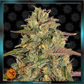 AMNESIA LEMON