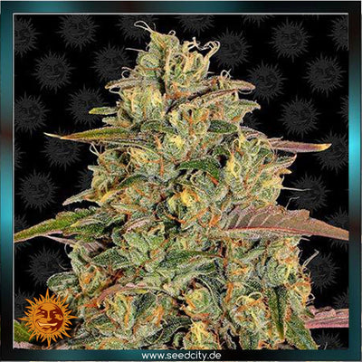 Barneys Farm - AMNESIA LEMON - feminized