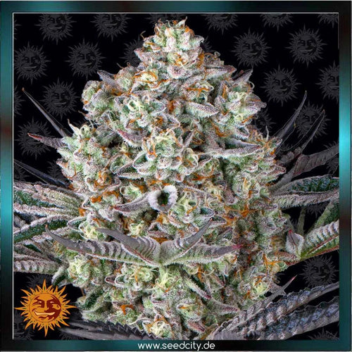 Barneys Farm - DOS SI DOS 33 - feminized