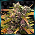 GORILLA GLUE - Automatic