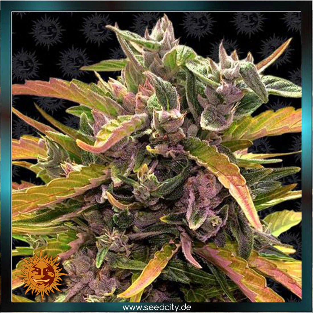 GORILLA GLUE - Automatic