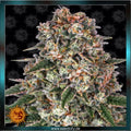 TROPICANNA BANANA