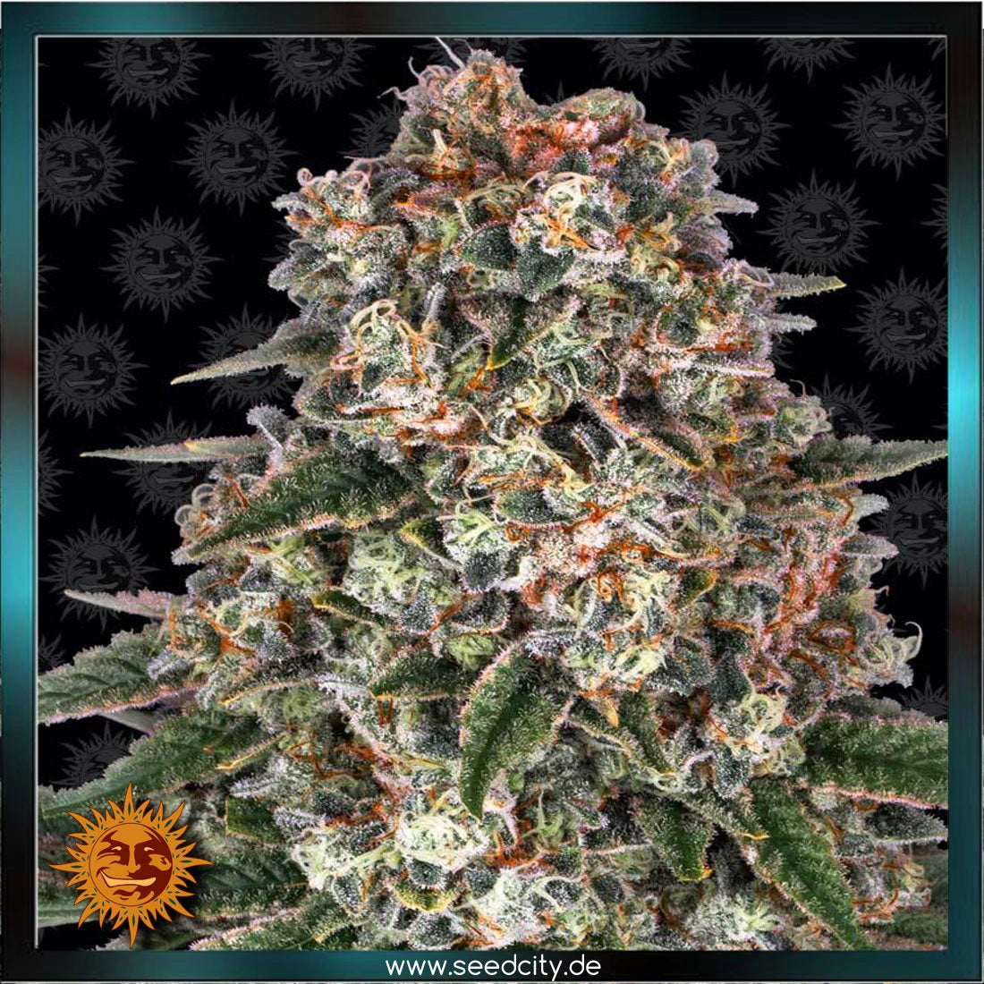 TROPICANNA BANANA