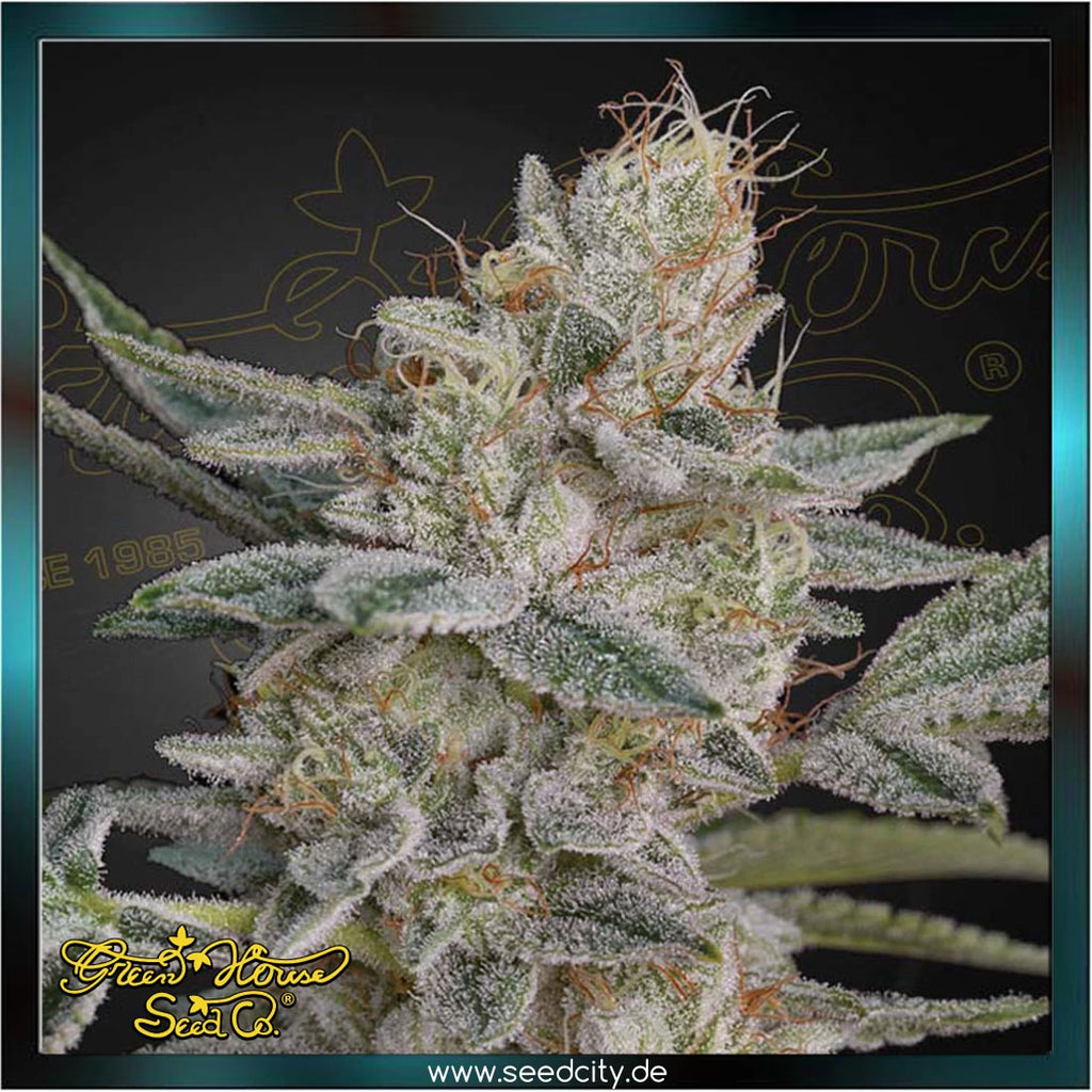 Greenhouse Seed Co. - SUPER LEMON HAZE x RS11 - feminized