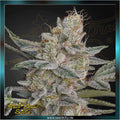 Greenhouse Seed Co. - SUPER LEMON HAZE x RS11 - feminized