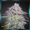 Greenhouse Seed Co. - NORI CAKE - feminized