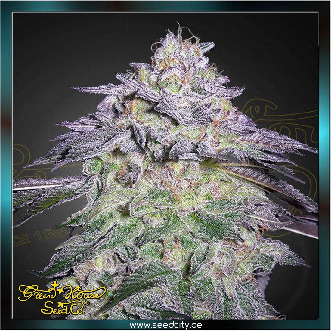 Greenhouse Seed Co. - NORI CAKE - feminized