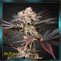 Greenhouse Seed Co. - WONDER PIE - feminized