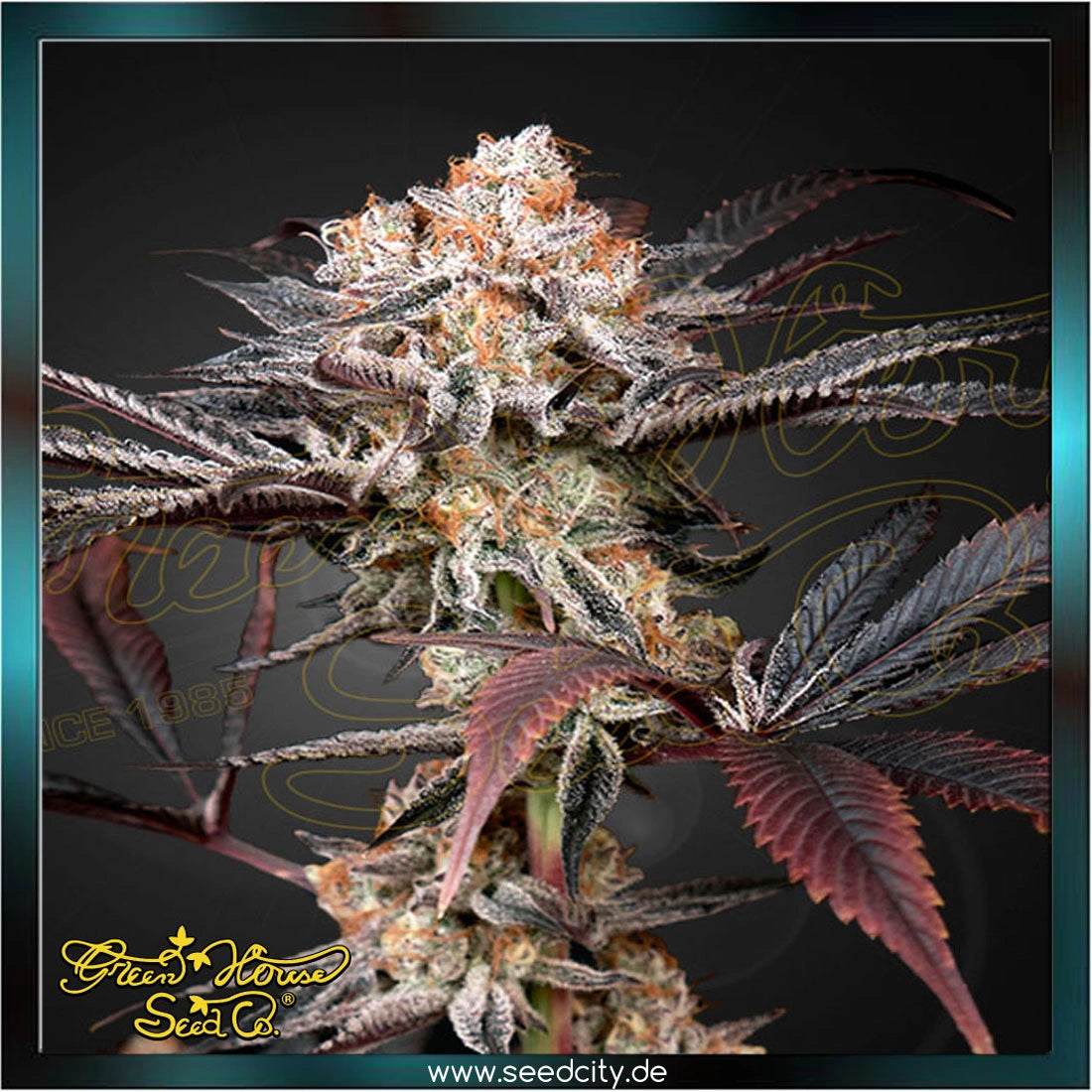 Greenhouse Seed Co. - WONDER PIE - feminized