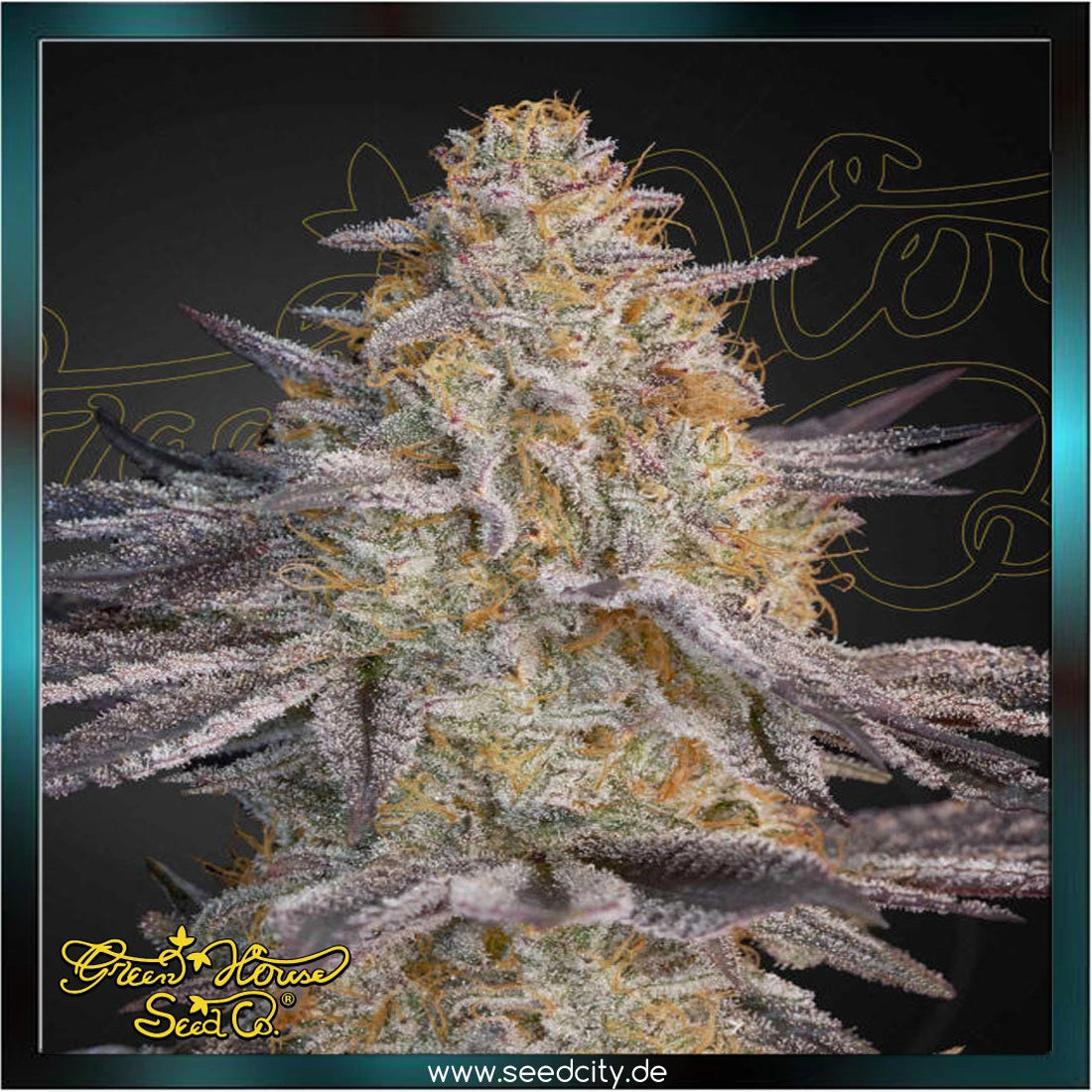 Greenhouse Seed Co. - SUPER LEMON HAZE x RS11 - feminized