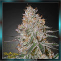 Greenhouse Seed Co. - HIGHCLOUDZ - feminized