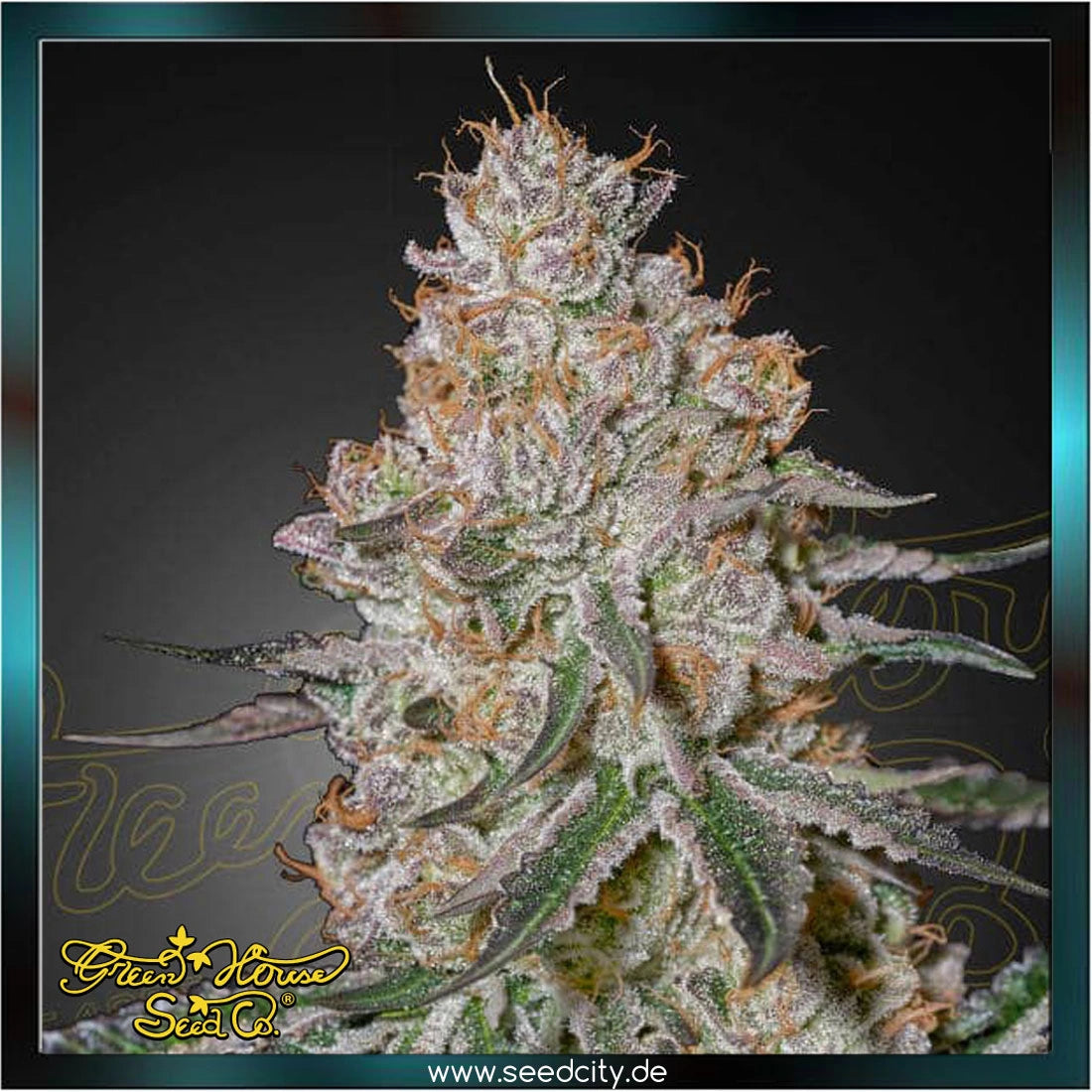 Greenhouse Seed Co. - HIGHCLOUDZ - feminized