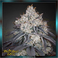 Greenhouse Seed Co. - LEMON ORANGE - feminized