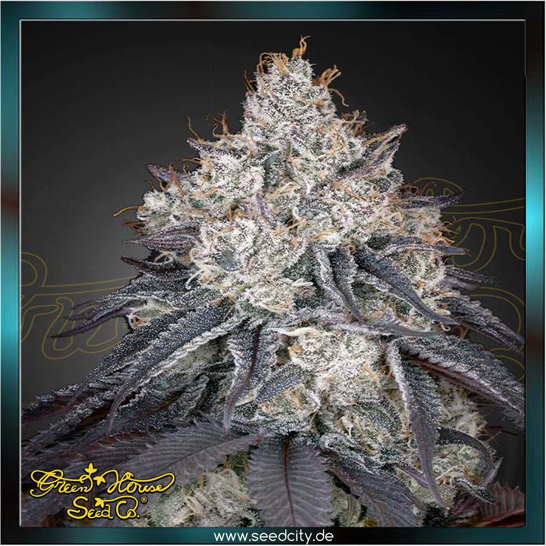 Greenhouse Seed Co. - LEMON ORANGE - feminized