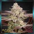 Greenhouse Seed Co. - CHEMICAL BRIDE - feminized