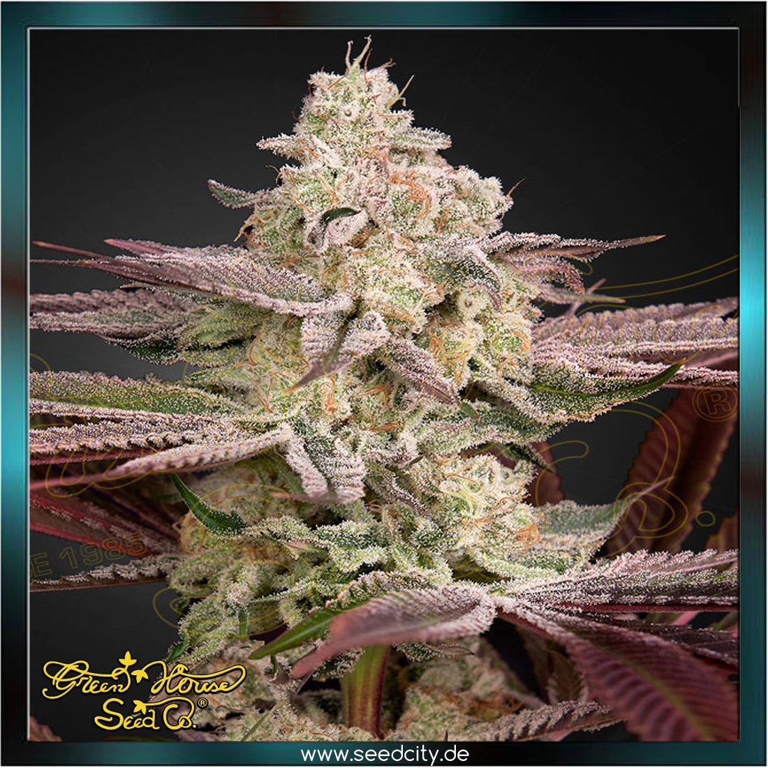 Greenhouse Seed Co. - CHEMICAL BRIDE - feminized
