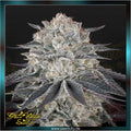 Greenhouse Seed Co. - FULLGAS! - feminized