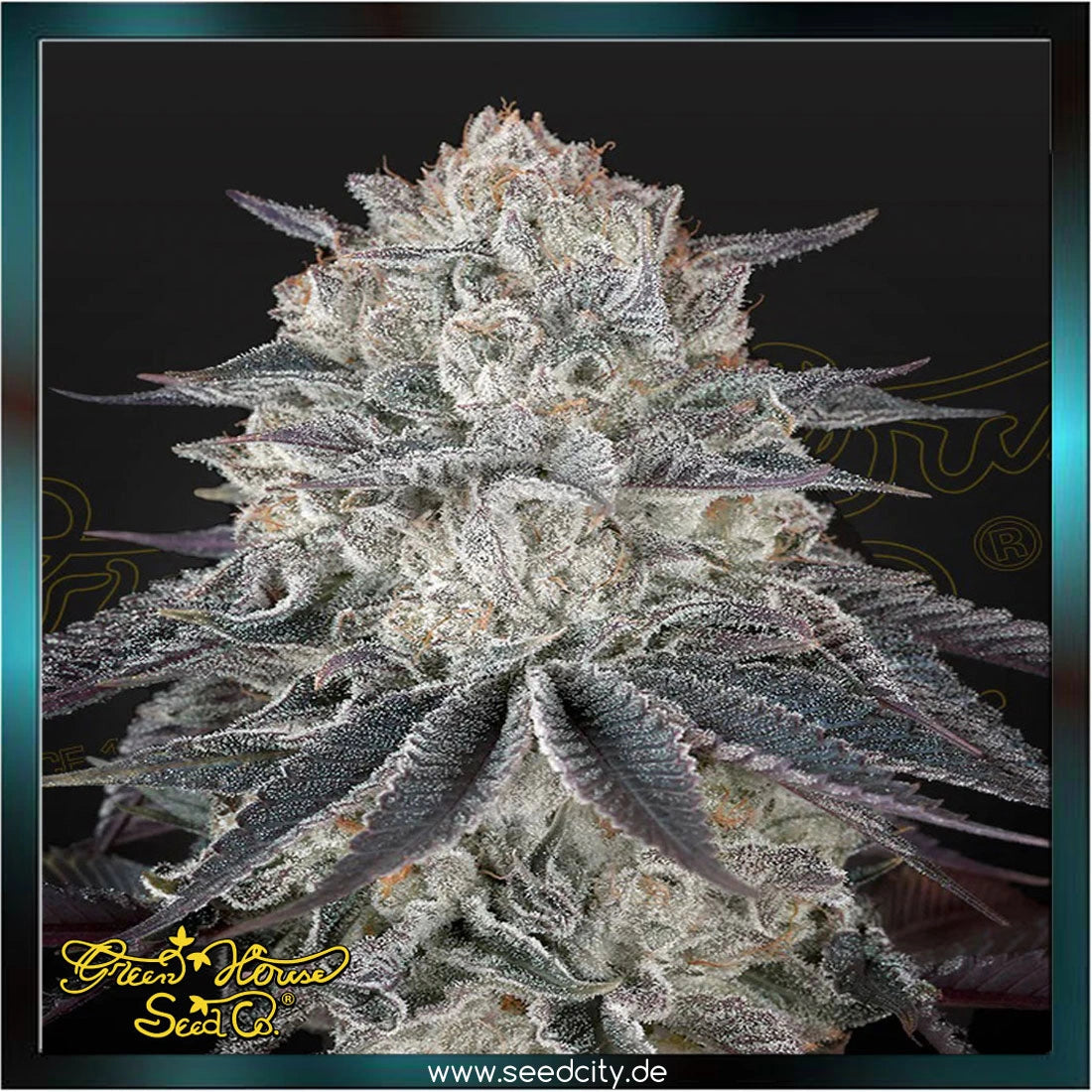 Greenhouse Seed Co. - FULLGAS! - feminized