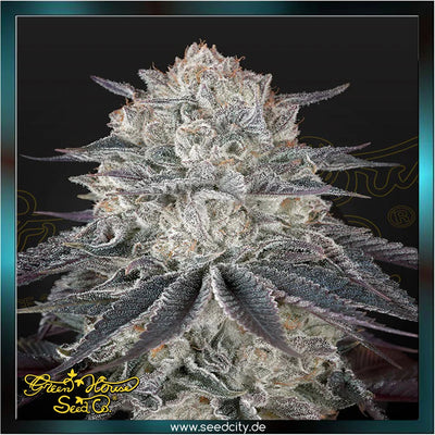Greenhouse Seed Co. - FULLGAS! - feminized
