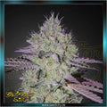 Greenhouse Seed Co. - TARTE TATIN - feminized