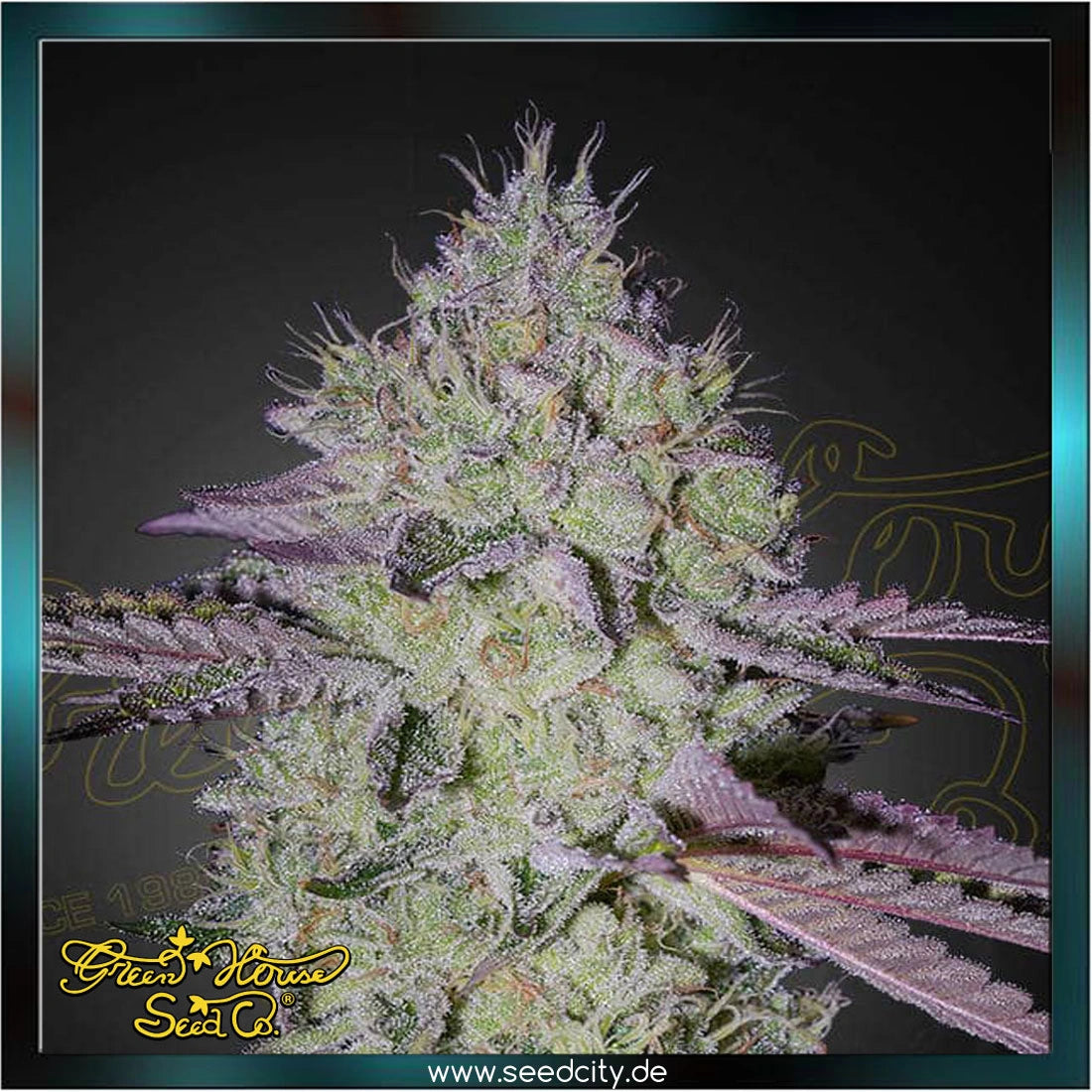 Greenhouse Seed Co. - TARTE TATIN - feminized