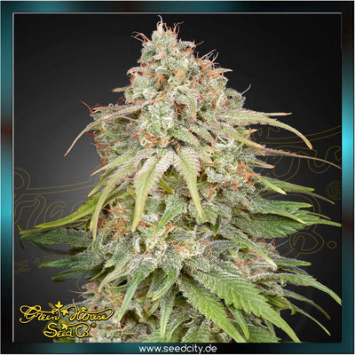 Greenhouse Seed Co. - GH AMNESIA - feminized