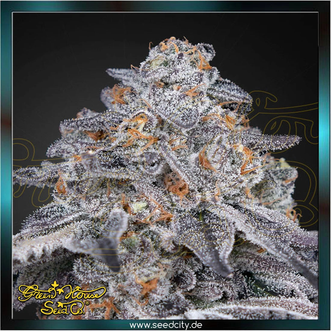 Greenhouse Seed Co. - VELVET MOON - feminized