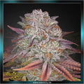Greenhouse Seed Co. - PULP FRICTION - feminized