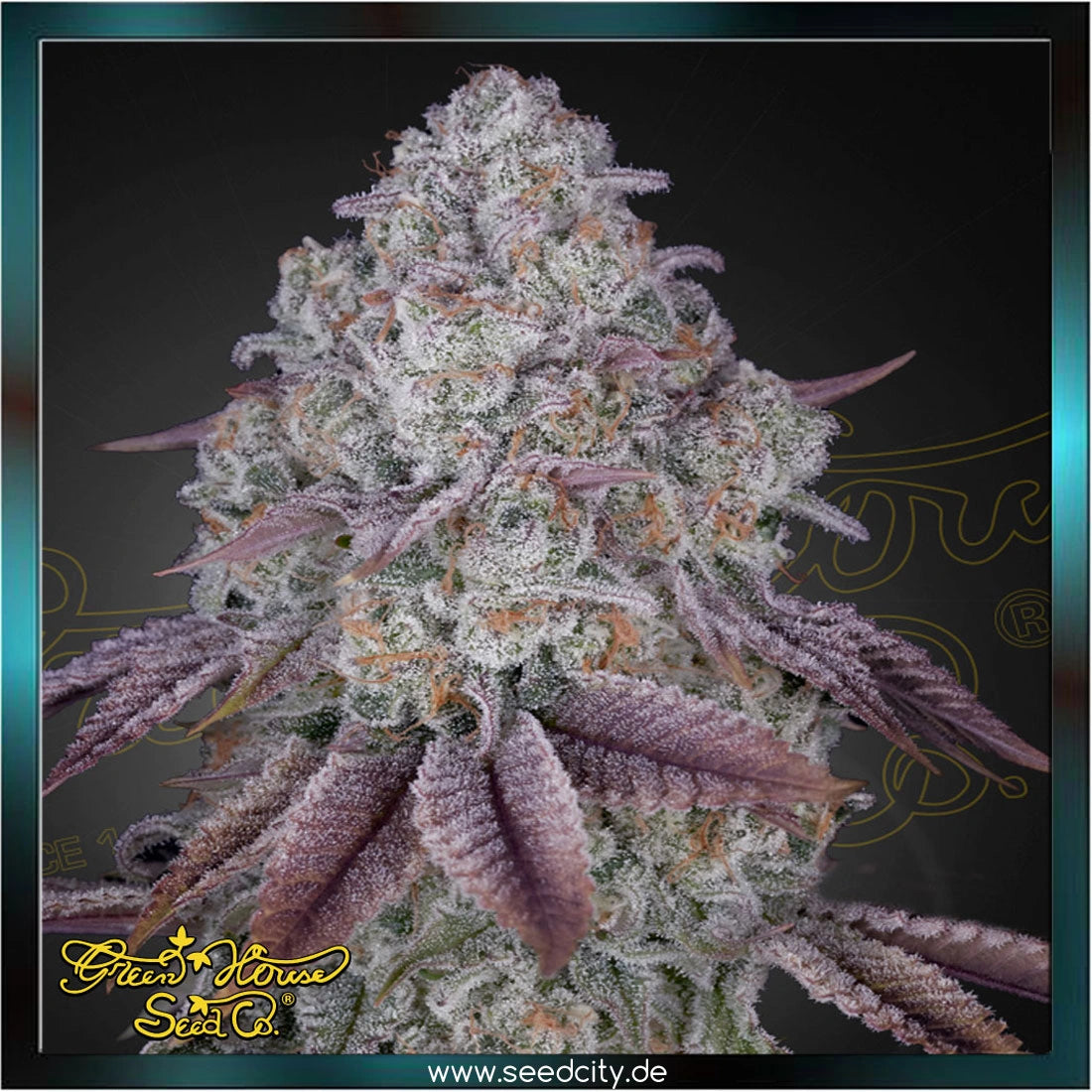 Greenhouse Seed Co. - PERSIAN PIE - feminized