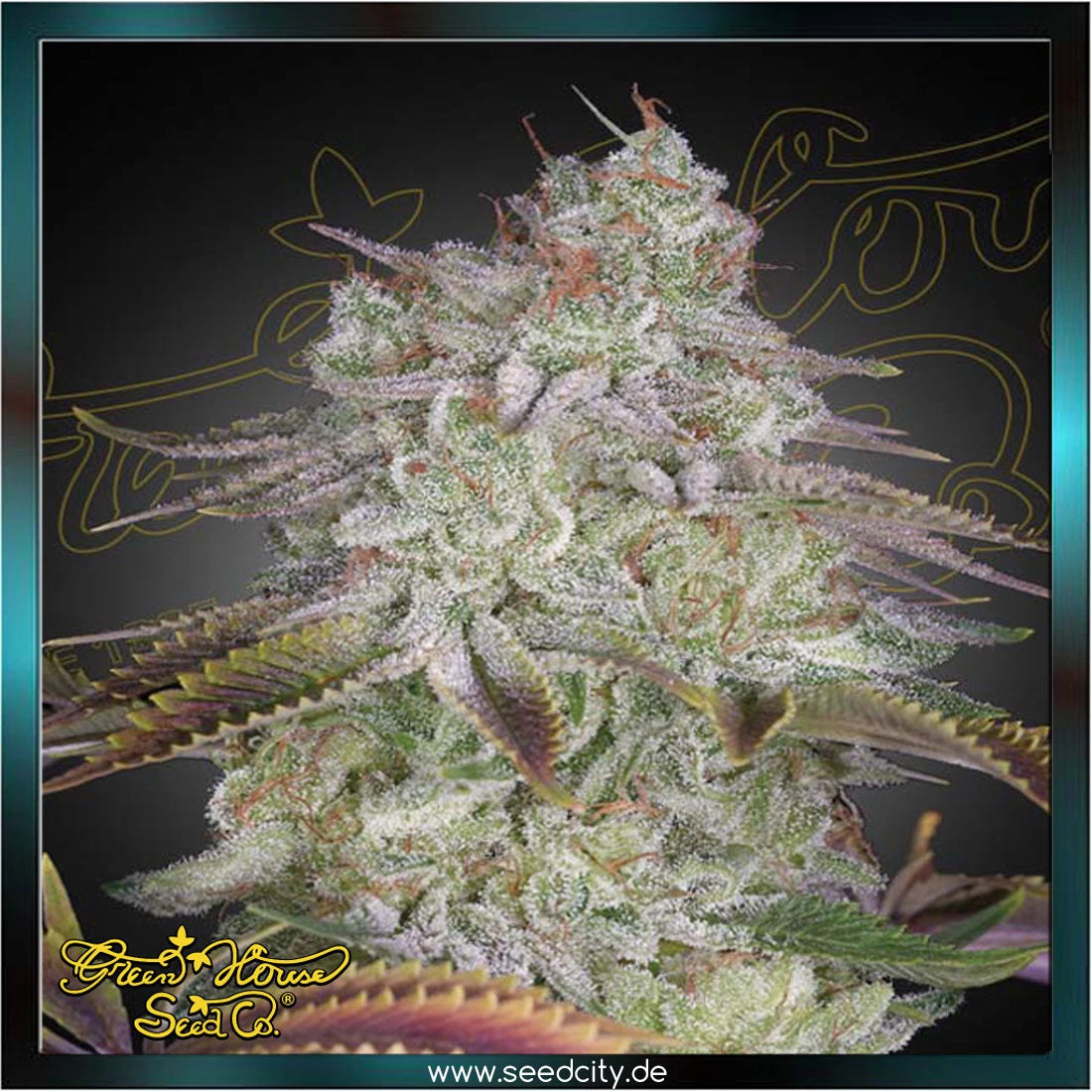 Greenhouse Seed Co. - ALIENZ - feminized