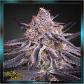 Greenhouse Seed Co. - KINGS JUICE - feminized
